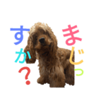 アメリカンコッカースパニエルのMAXスタン（個別スタンプ：6）