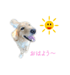 犬とネコの日常会話（個別スタンプ：1）