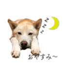 犬とネコの日常会話（個別スタンプ：2）