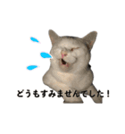 犬とネコの日常会話（個別スタンプ：3）