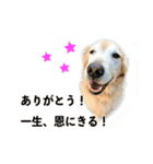 犬とネコの日常会話（個別スタンプ：4）