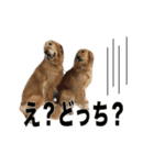 犬とネコの日常会話（個別スタンプ：7）
