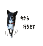 犬とネコの日常会話（個別スタンプ：8）