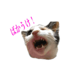 犬とネコの日常会話（個別スタンプ：9）