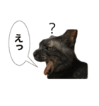犬とネコの日常会話（個別スタンプ：10）