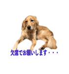 犬とネコの日常会話（個別スタンプ：11）