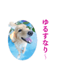 犬とネコの日常会話（個別スタンプ：12）