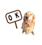 犬とネコの日常会話（個別スタンプ：14）