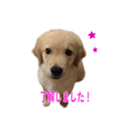 犬とネコの日常会話（個別スタンプ：15）