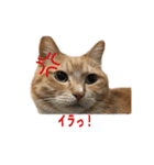 犬とネコの日常会話（個別スタンプ：16）
