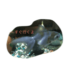 うちのカワイイ金魚ちゃん（個別スタンプ：1）