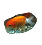 うちのカワイイ金魚ちゃん（個別スタンプ：2）