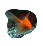 うちのカワイイ金魚ちゃん（個別スタンプ：4）
