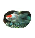うちのカワイイ金魚ちゃん（個別スタンプ：5）