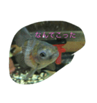 うちのカワイイ金魚ちゃん（個別スタンプ：6）