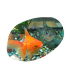 うちのカワイイ金魚ちゃん（個別スタンプ：7）