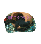 うちのカワイイ金魚ちゃん（個別スタンプ：8）