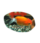うちのカワイイ金魚ちゃん（個別スタンプ：9）