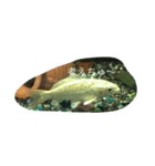 うちのカワイイ金魚ちゃん（個別スタンプ：10）