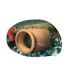 うちのカワイイ金魚ちゃん（個別スタンプ：11）