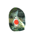 うちのカワイイ金魚ちゃん（個別スタンプ：13）