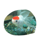 うちのカワイイ金魚ちゃん（個別スタンプ：14）