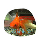 うちのカワイイ金魚ちゃん（個別スタンプ：15）