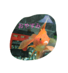うちのカワイイ金魚ちゃん（個別スタンプ：16）
