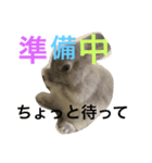 うさぎ、ぴょん（個別スタンプ：4）