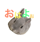 うさぎ、ぴょん（個別スタンプ：5）