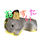 うさぎ、ぴょん（個別スタンプ：8）
