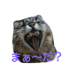 とらくんスタンプその1（個別スタンプ：5）