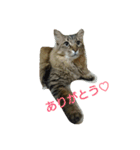 とらくんスタンプその1（個別スタンプ：14）