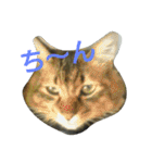 とらくんスタンプその1（個別スタンプ：19）