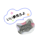 とらくんスタンプその1（個別スタンプ：27）