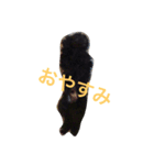 トイプードル 小太郎（個別スタンプ：2）