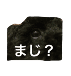 トイプードル 小太郎（個別スタンプ：3）