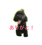 トイプードル 小太郎（個別スタンプ：4）