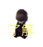 トイプードル 小太郎（個別スタンプ：5）