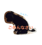 トイプードル 小太郎（個別スタンプ：6）