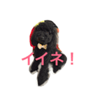 トイプードル 小太郎（個別スタンプ：9）