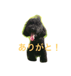 トイプードル 小太郎（個別スタンプ：15）