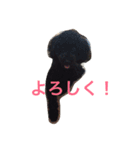 トイプードル 小太郎（個別スタンプ：16）