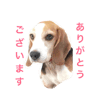 ビーグル犬のナッツ君。（個別スタンプ：1）
