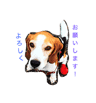 ビーグル犬のナッツ君。（個別スタンプ：2）