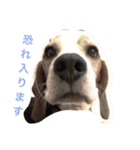 ビーグル犬のナッツ君。（個別スタンプ：3）