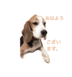 ビーグル犬のナッツ君。（個別スタンプ：4）