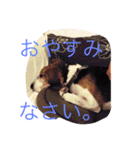 ビーグル犬のナッツ君。（個別スタンプ：5）