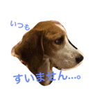ビーグル犬のナッツ君。（個別スタンプ：6）