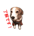 ビーグル犬のナッツ君。（個別スタンプ：7）